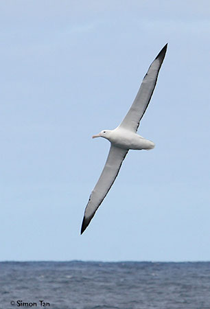 ALBATROS VALL&Eacute;E-DE-LA-GATINEAU (MANIWAKI) ET MONT-LAURIER (MRC ANTOINE-LABELLE)